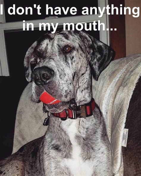 Great dane memes - By Konrad Lorenz. ~. Everyone is taught that angels have wings, but the lucky ones of us find they have 4 paws. ~. May memories of love, and friendship maintain and. comfort you in the loss of your beloved dog. ~. The one best place to …